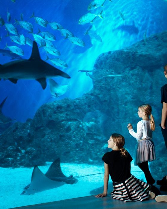 Den blaa planet_cover1|den-blå-planet_cover|den blå planet_banner|Oceantanken|Den-Blå-Planet|Oceantanken1|den blå planet case